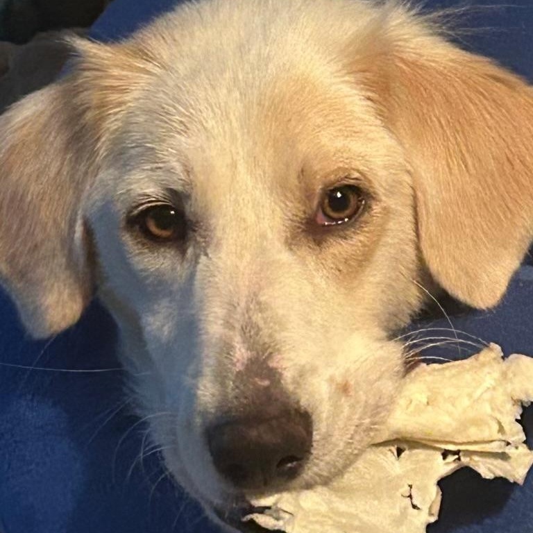 Enlarge Sally, a Adopted mixed breed in Southaven , MS image 2/6