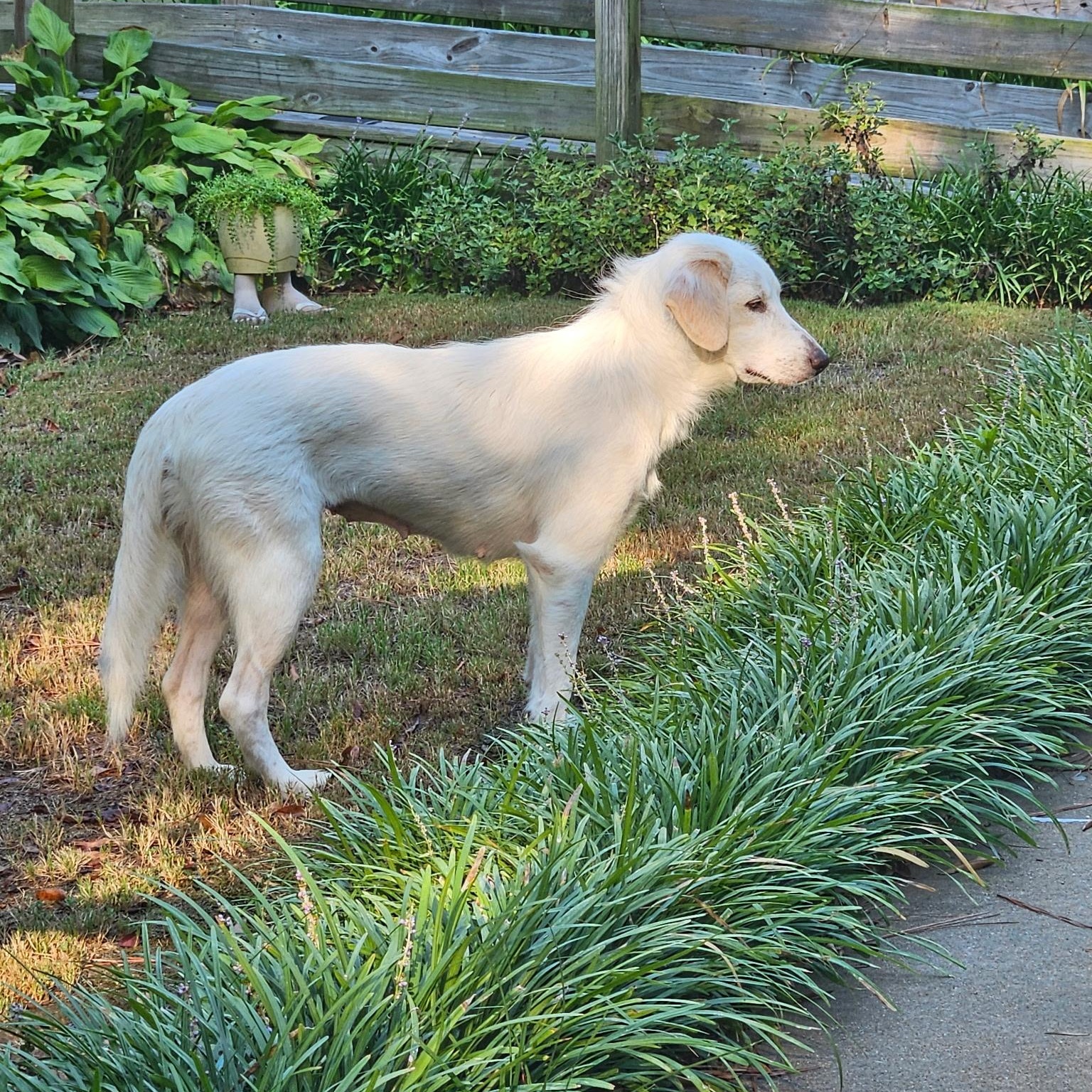 Enlarge Sally, a Adopted mixed breed in Southaven , MS image 3/6
