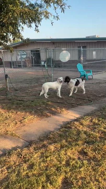 Enlarge Sally, a Adopted mixed breed in Southaven , MS video 5/6