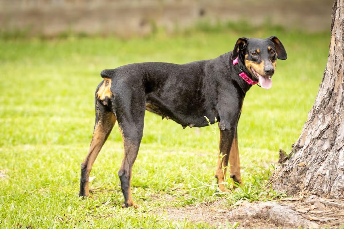Carmilla, a Adoptable Doberman Pinscher in Cincinnati, OH image 2/4