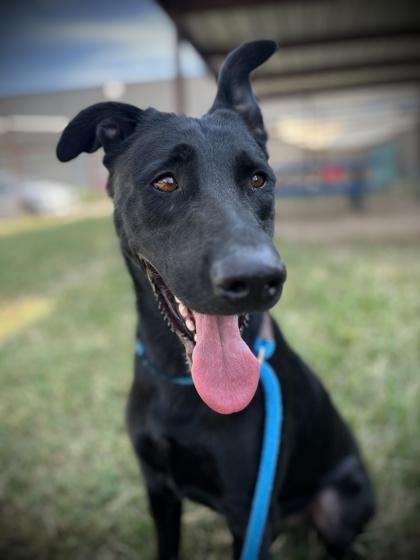 Albus — thumbnail 5