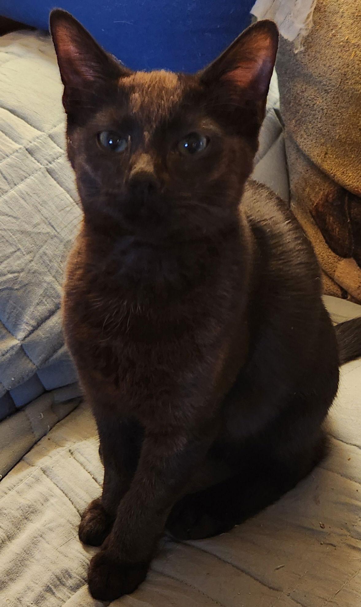 Skipper  (25-127), Adoptable, Young Male Domestic Short Hair.