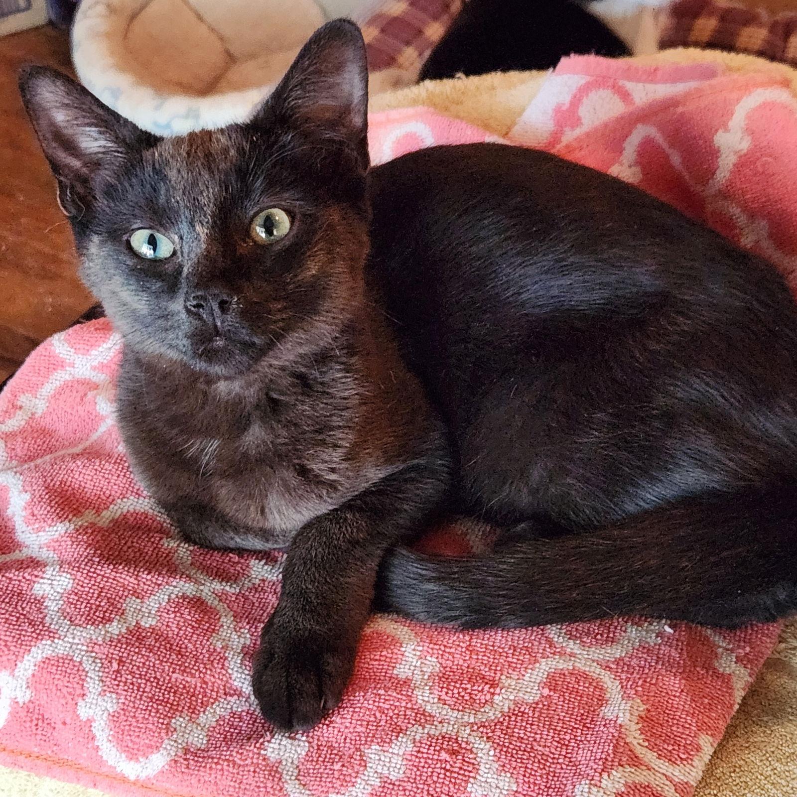 Enlarge Skipper  (25-127), a Adoptable Domestic Short Hair in Ocean Pines, MD image 2/2