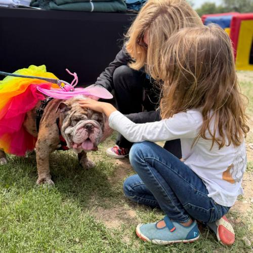 Maven, a Adoptable English Bulldog in Austin, TX image 1/5