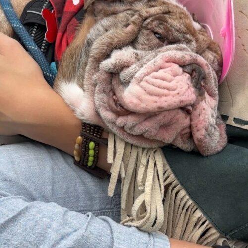 Maven, a Adoptable English Bulldog in Austin, TX image 2/5