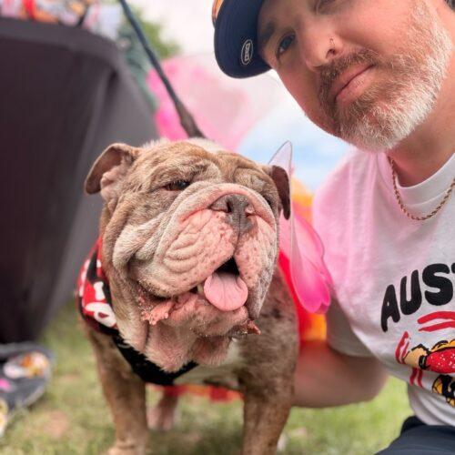 Maven, a Adoptable English Bulldog in Austin, TX image 3/5