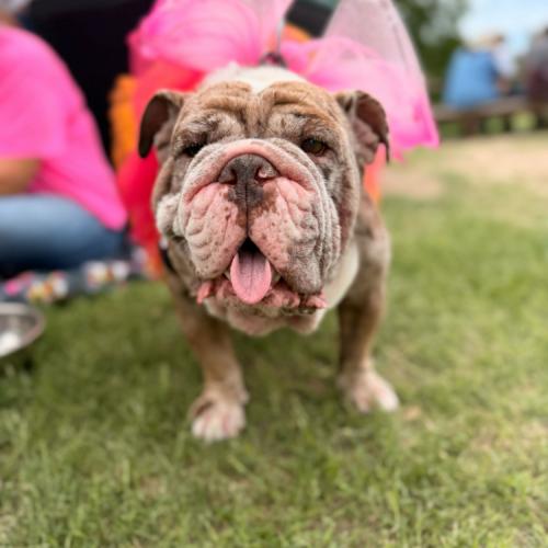 Maven, a Adoptable English Bulldog in Austin, TX image 4/5