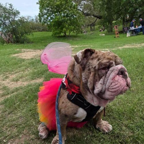 Maven, a Adoptable English Bulldog in Austin, TX image 5/5