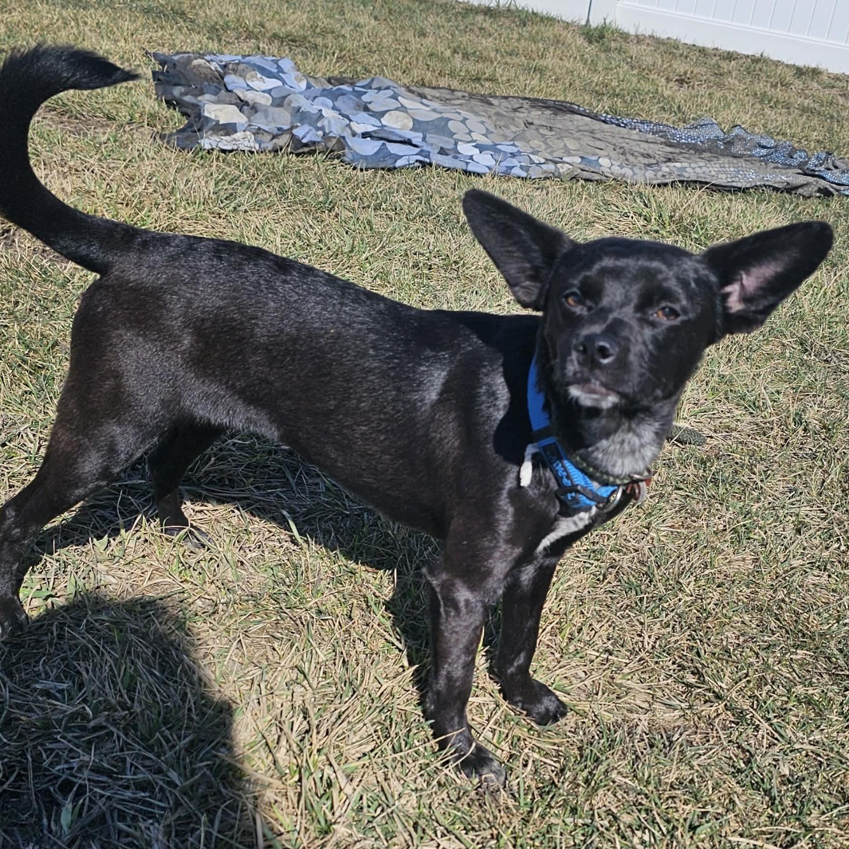 Enlarge Bobby Jo, a ADOPTABLE Chihuahua in Minooka, IL image 2/2