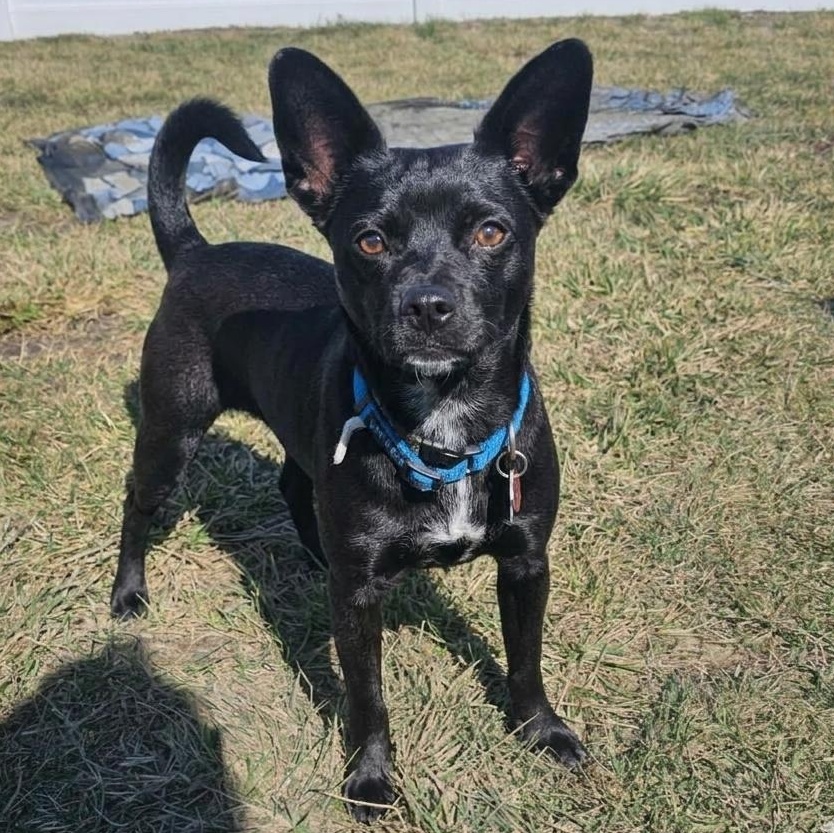 Enlarge Bobby Jo, a ADOPTABLE Chihuahua in Minooka, IL image 1/2