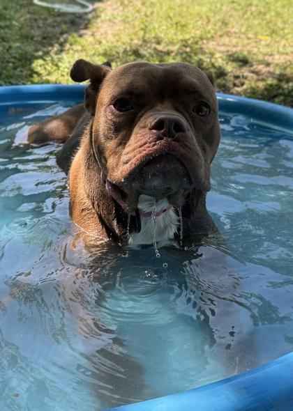 Toby — thumbnail 2