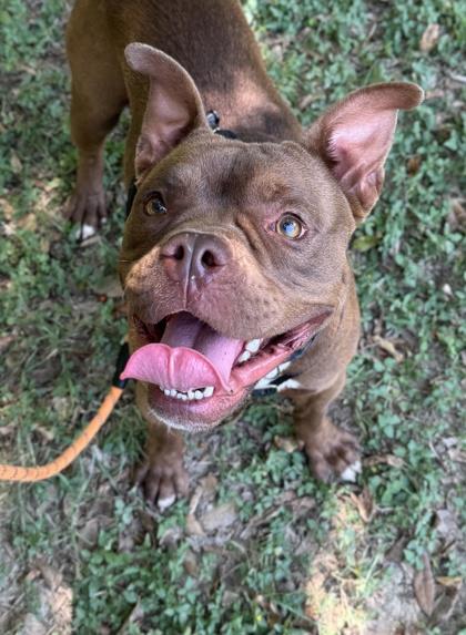 Toby — thumbnail 3