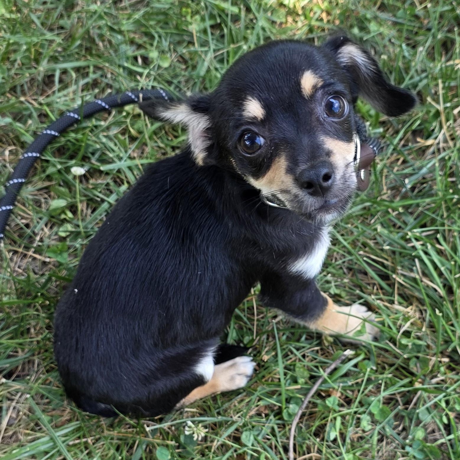 Jelly, a Adoptable mixed breed in Greensboro, NC image 3/6