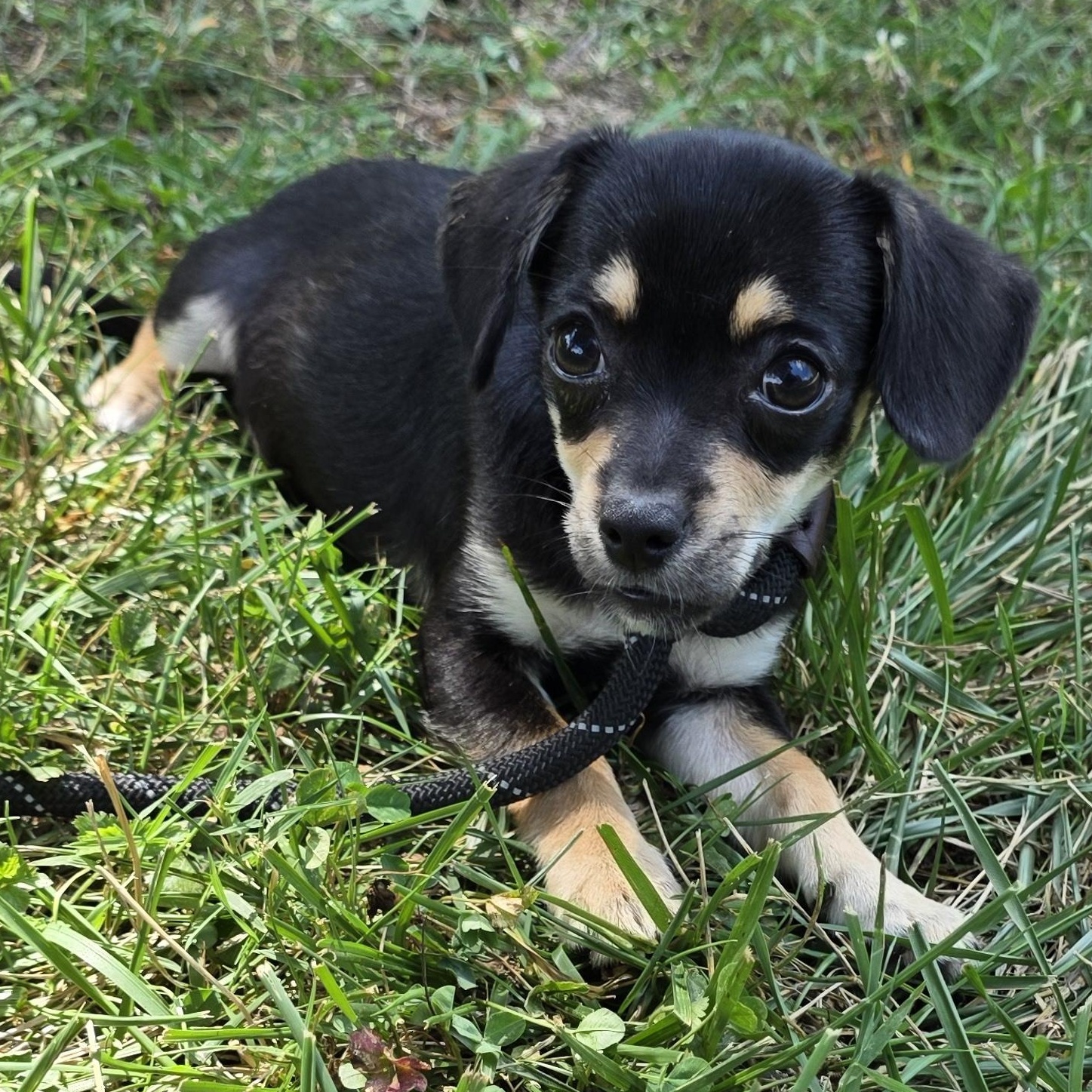 Jelly, a Adoptable mixed breed in Greensboro, NC image 2/6