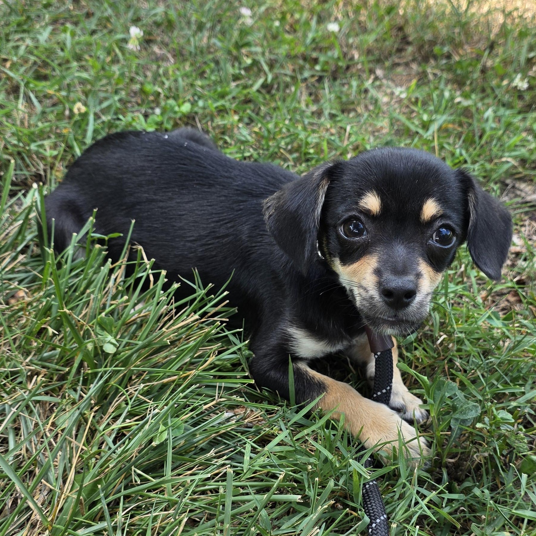 Jelly, a Adoptable mixed breed in Greensboro, NC image 6/6