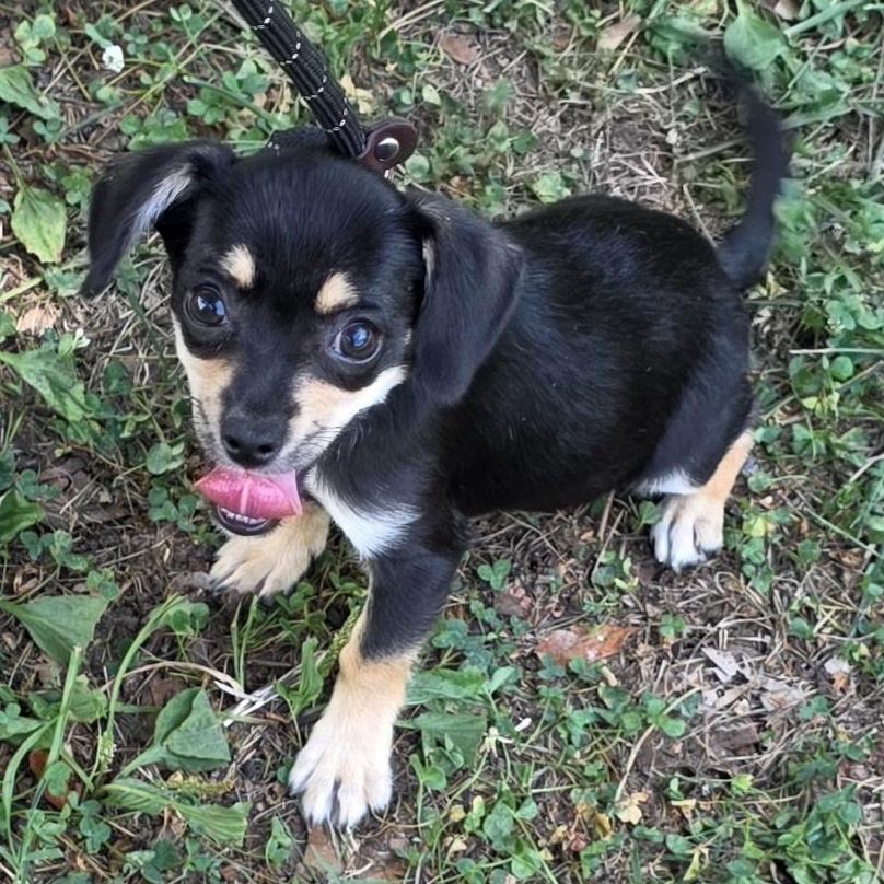 Jelly, a Adoptable mixed breed in Greensboro, NC image 1/6