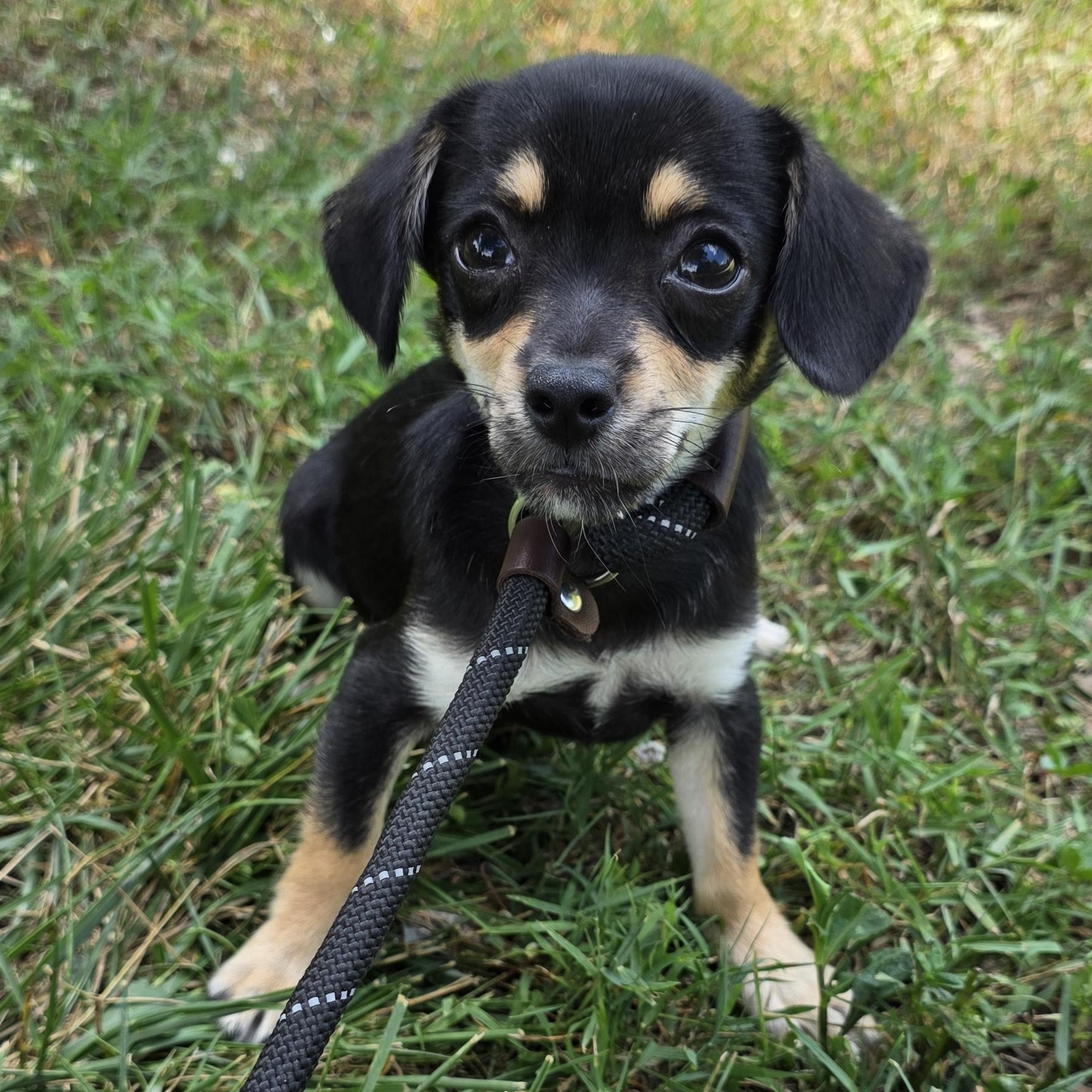 Jelly, a Adoptable mixed breed in Greensboro, NC image 5/6