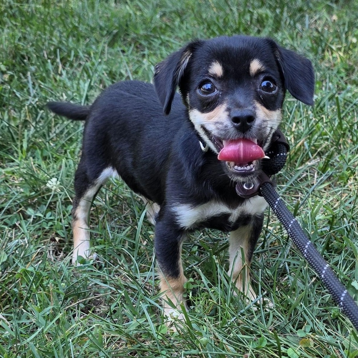 Jelly, a Adoptable mixed breed in Greensboro, NC image 4/6