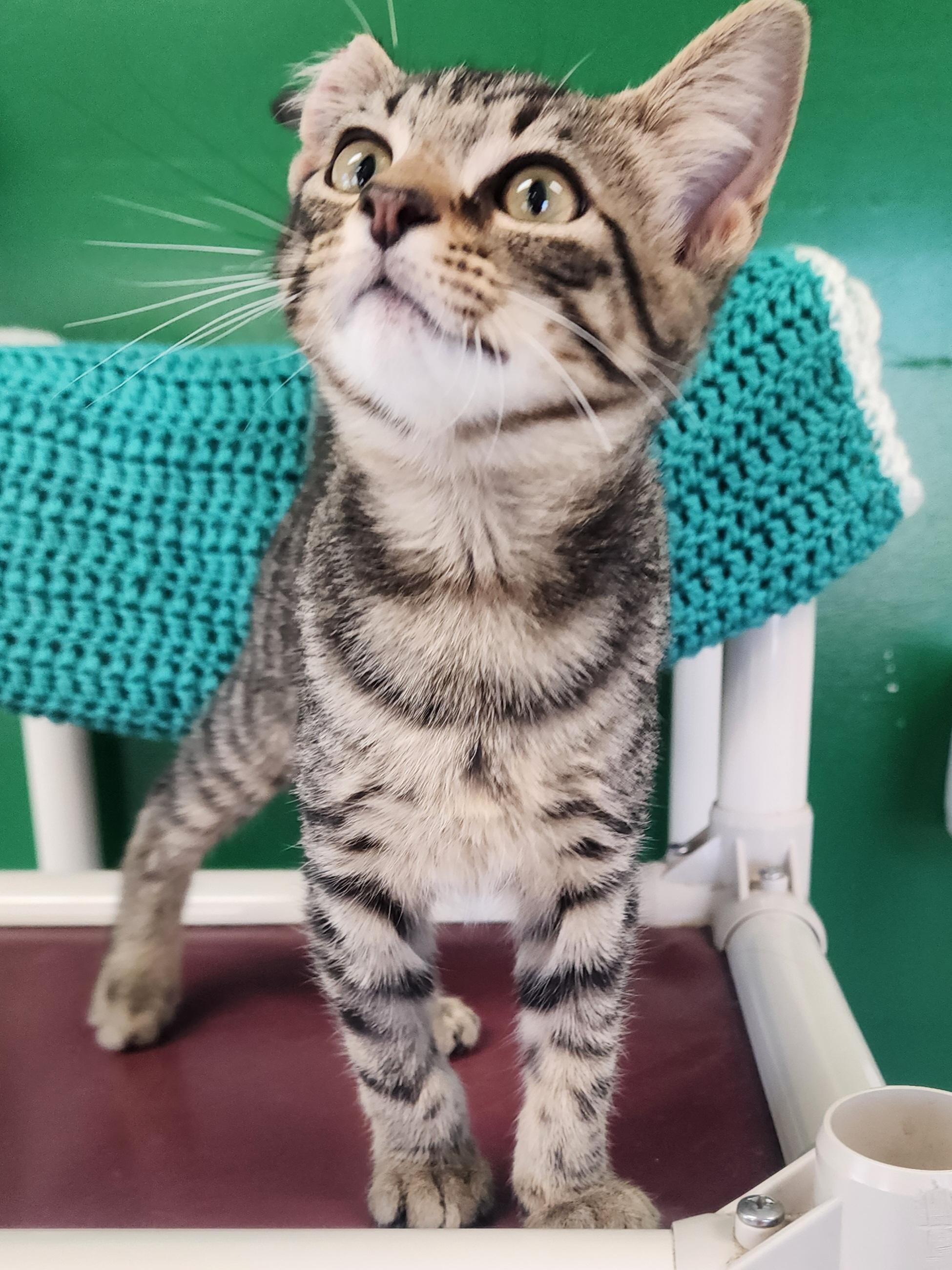 Enlarge Rocky, a Adoptable Domestic Short Hair in Danville, VA image 1/1