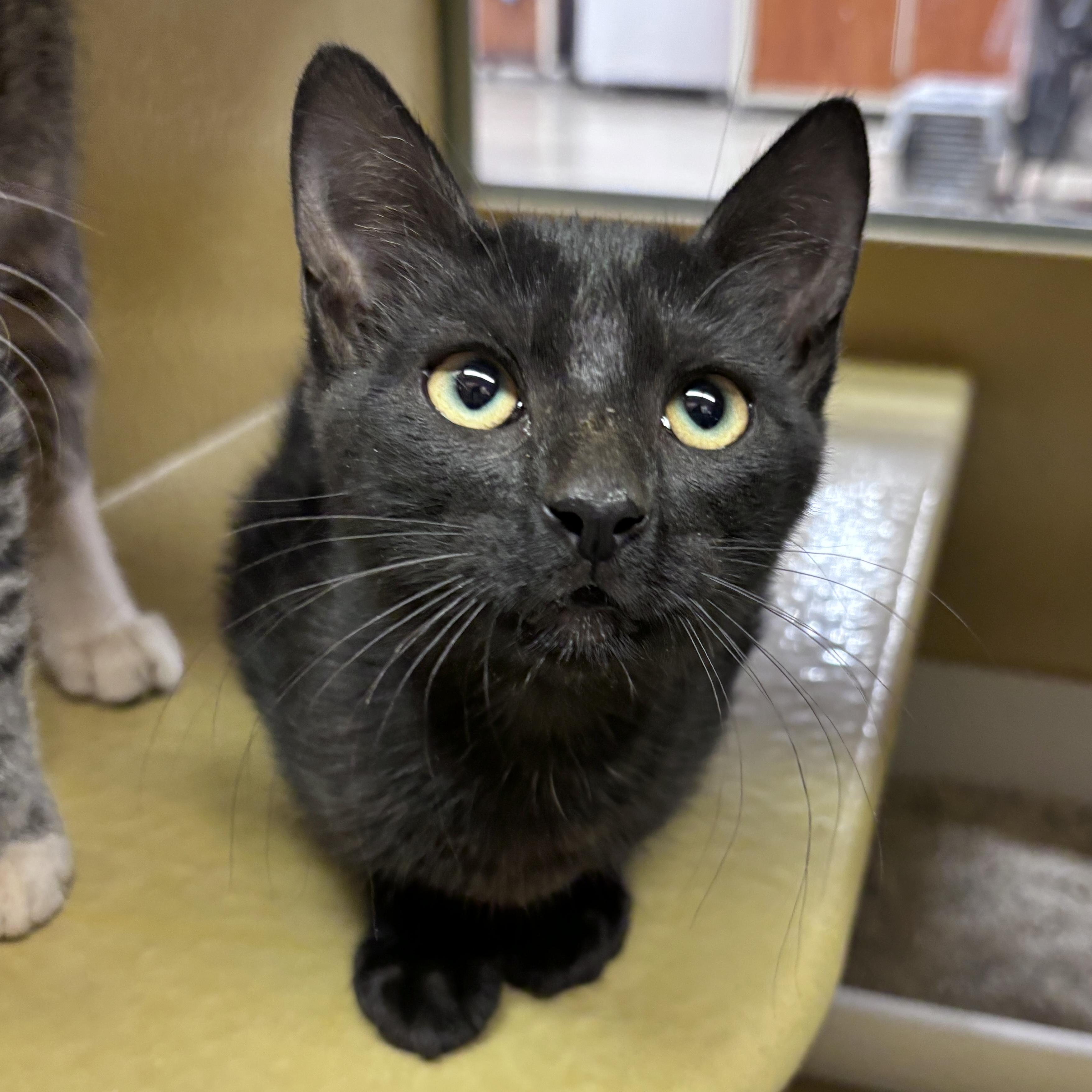 Chicken Nugget, Baby Female Domestic Short Hair