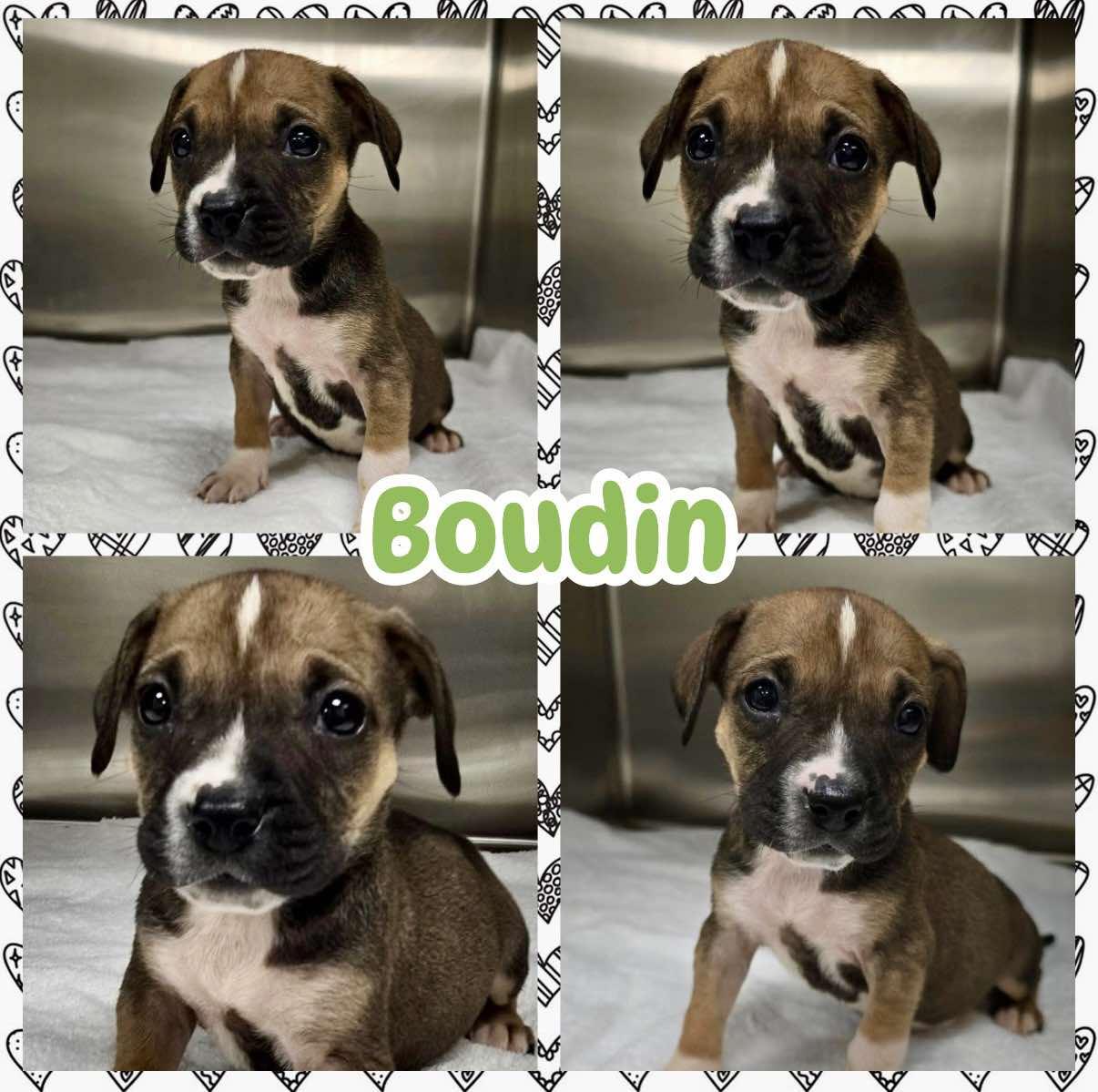 Enlarge Boudin, a ADOPTABLE mixed breed in Ringwood, NJ image 1/1