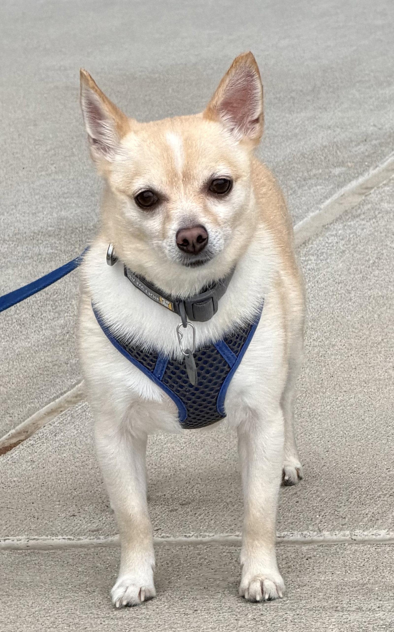 Enlarge Oscar, a Adoptable Chihuahua in Munford, TN image 1/3