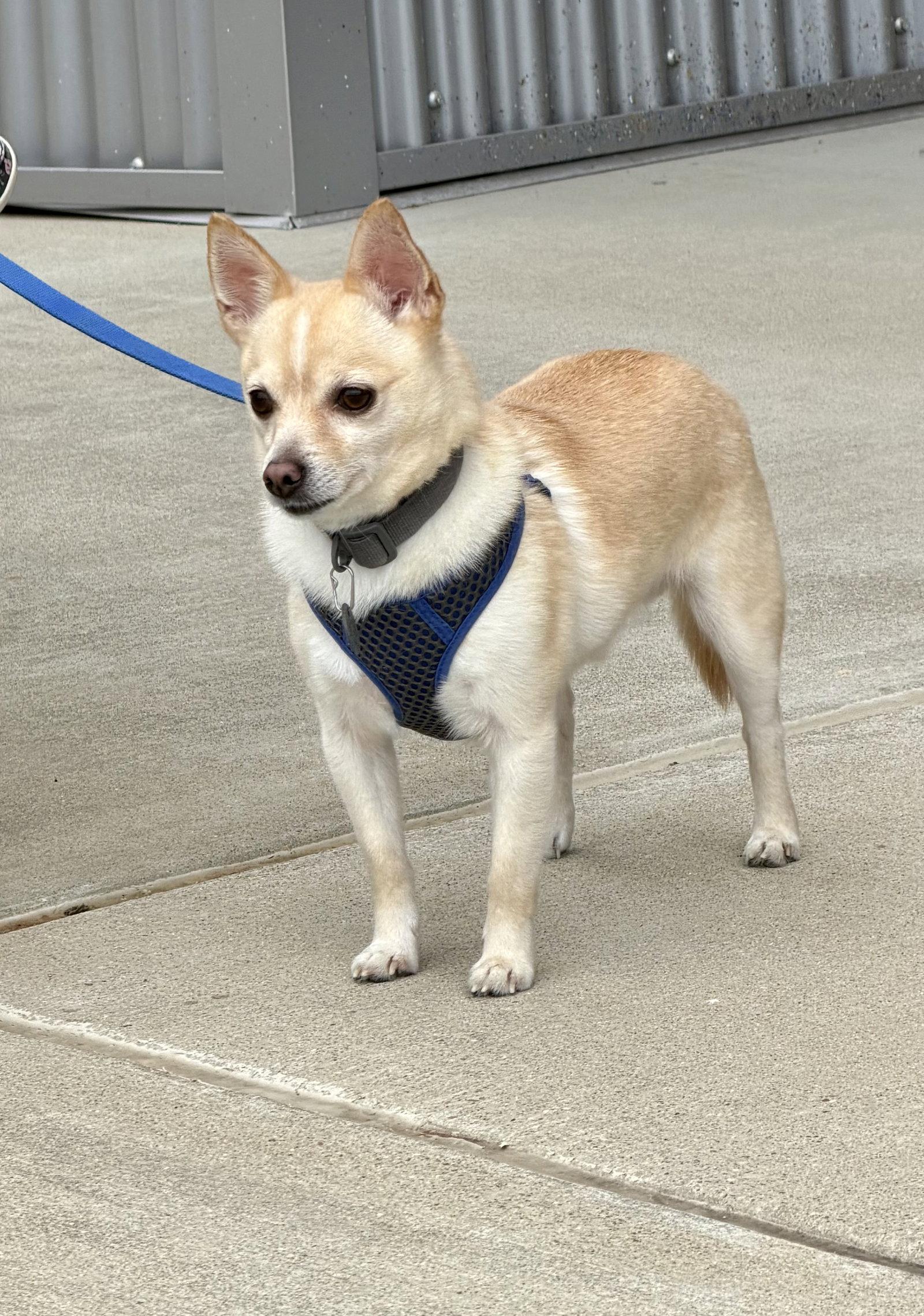 Enlarge Oscar, a Adoptable Chihuahua in Munford, TN image 2/3