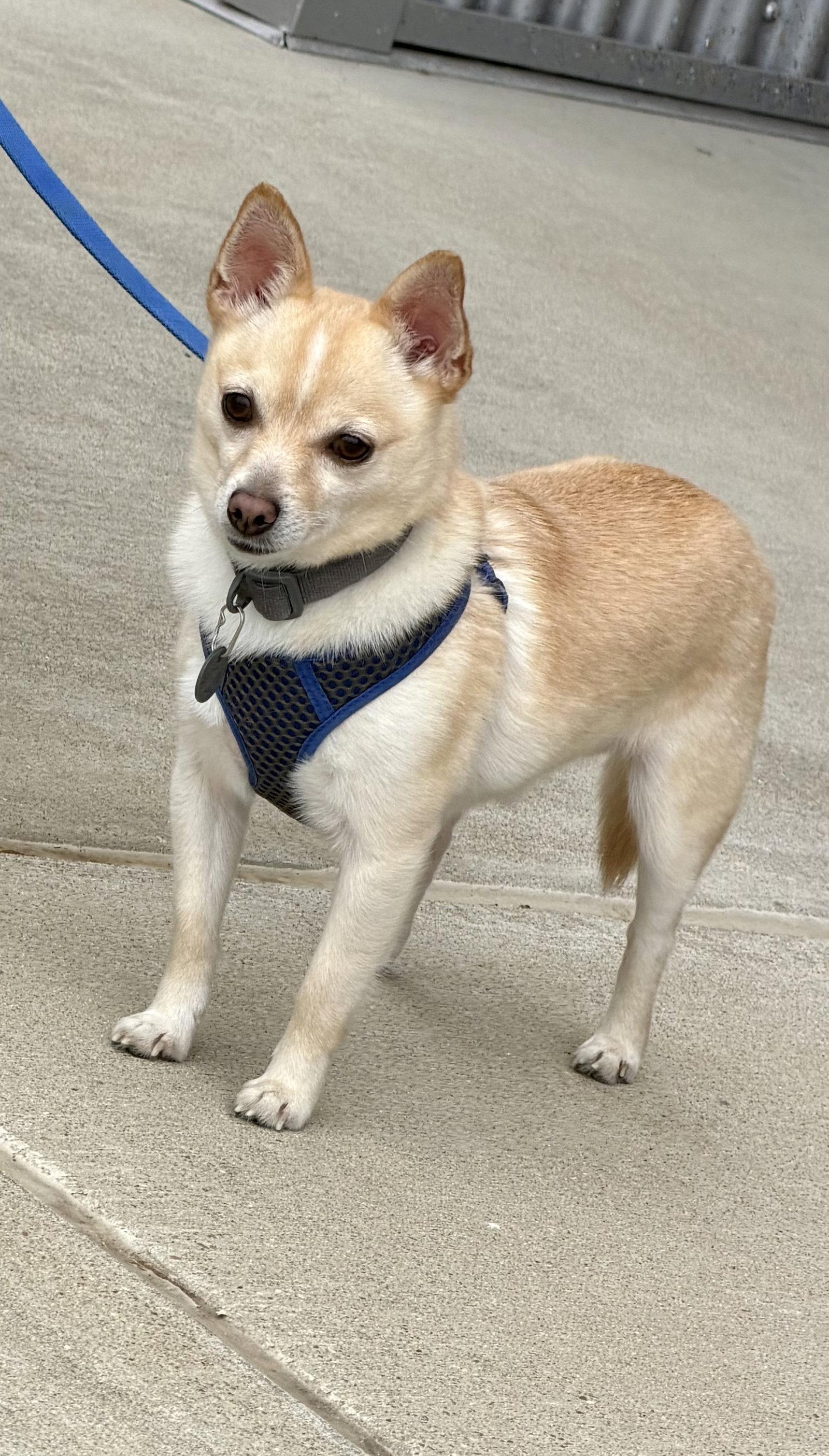 Enlarge Oscar, a Adoptable Chihuahua in Munford, TN image 3/3