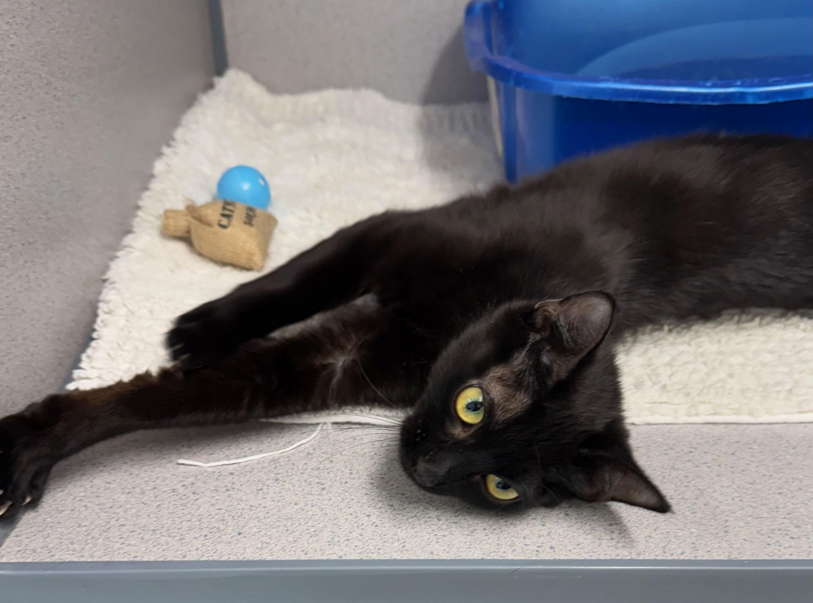 Enlarge Alice, a Adoptable Domestic Short Hair in Gardnerville, NV image 3/3