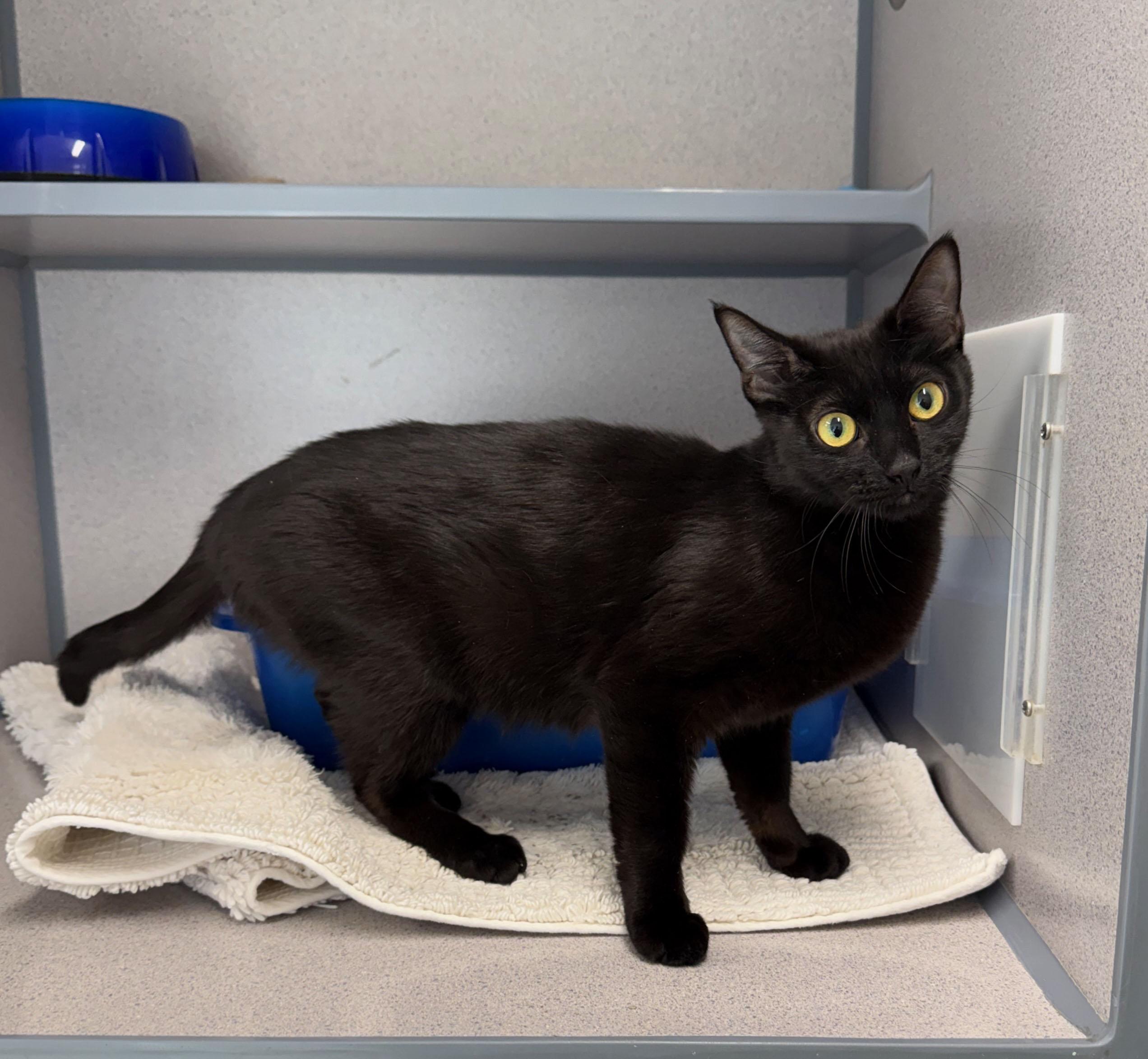 Enlarge Alice, a Adoptable Domestic Short Hair in Gardnerville, NV image 2/3