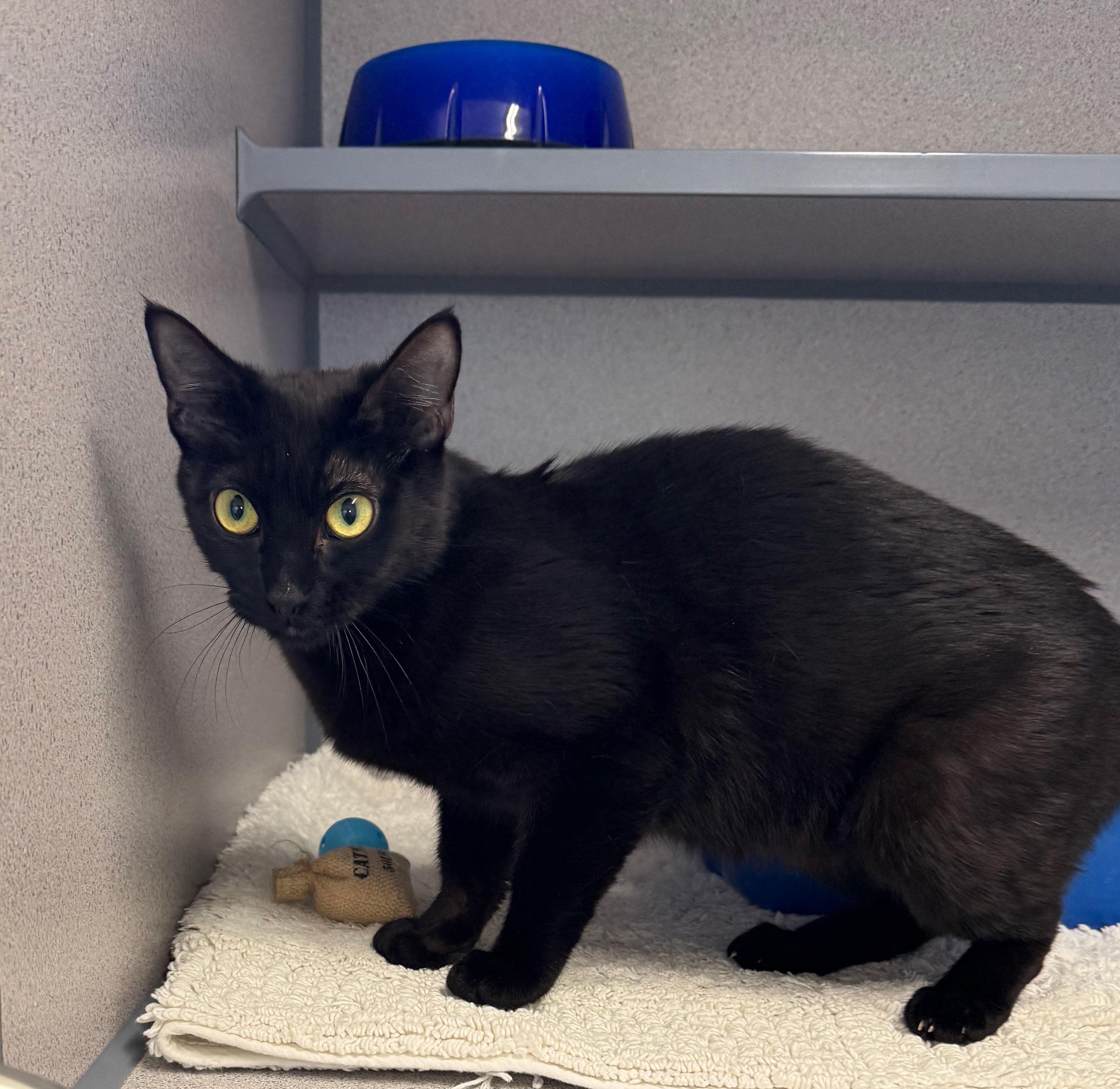 Alice, Adoptable, Young Female Domestic Short Hair.