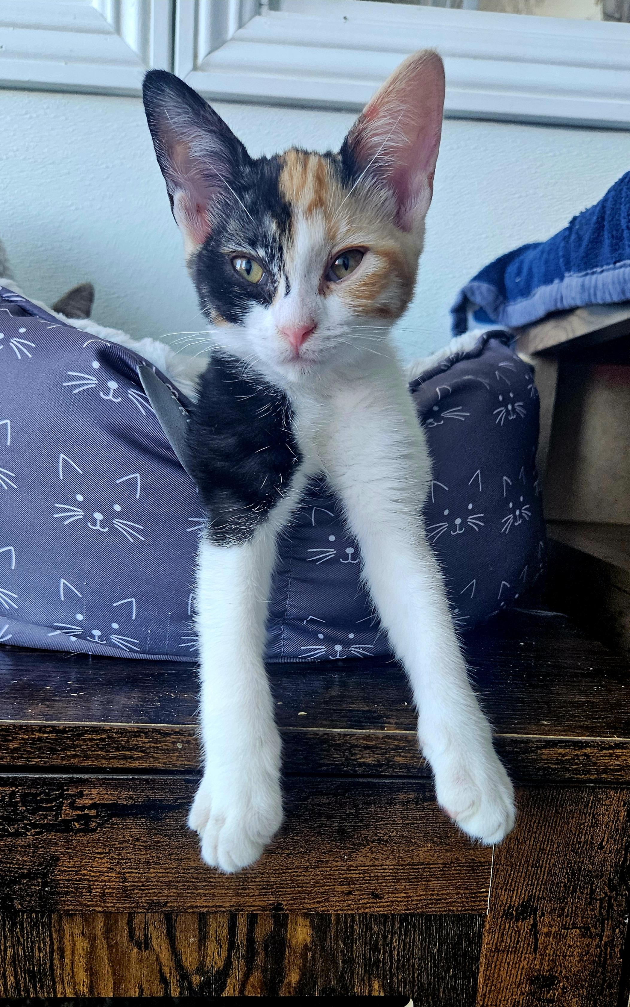 Enlarge Gemma, a Adopted Domestic Short Hair in Huntington Beach, CA image 1/1