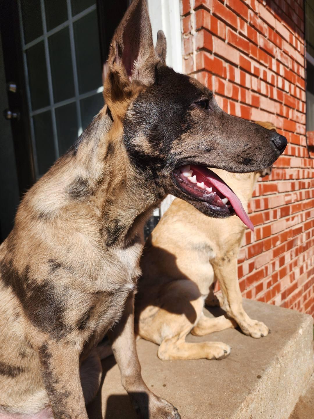 Enlarge Kai, a Adoptable mixed breed in Meeker, OK image 1/3