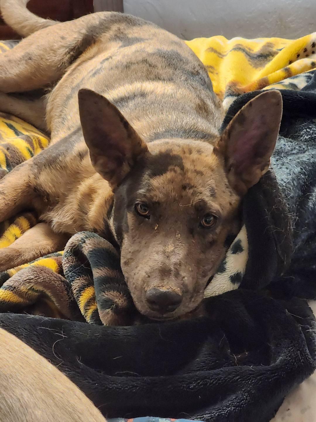 Enlarge Kai, a Adoptable mixed breed in Meeker, OK image 2/3