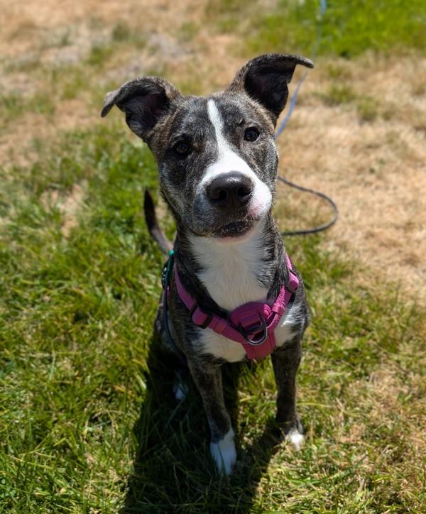Enlarge Gemini, a Adoptable mixed breed in Santa Rosa, CA image 1/1