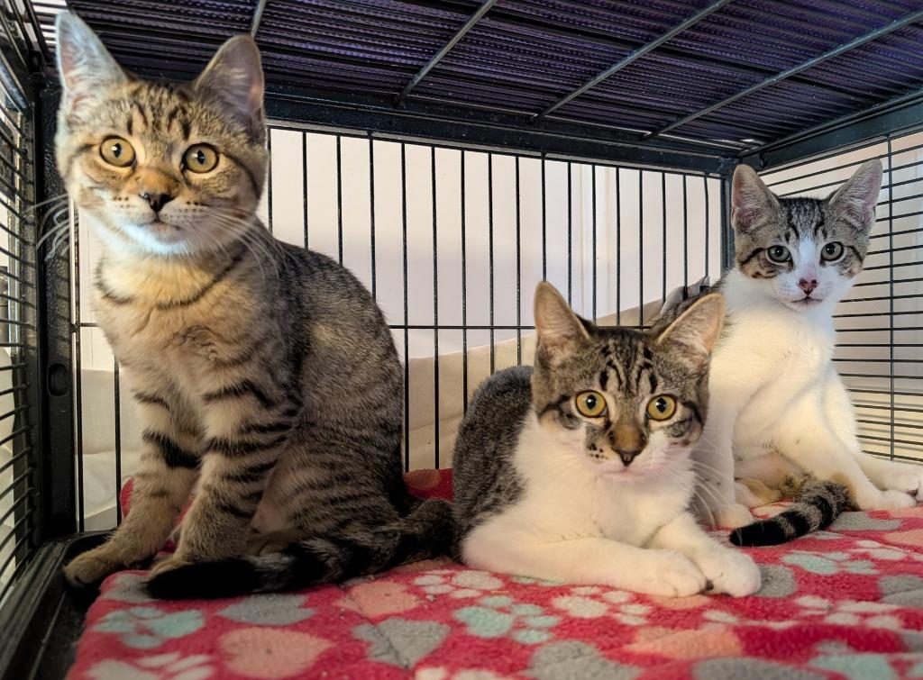 Hemlock, Adoptable, Kitten Male Domestic Short Hair.