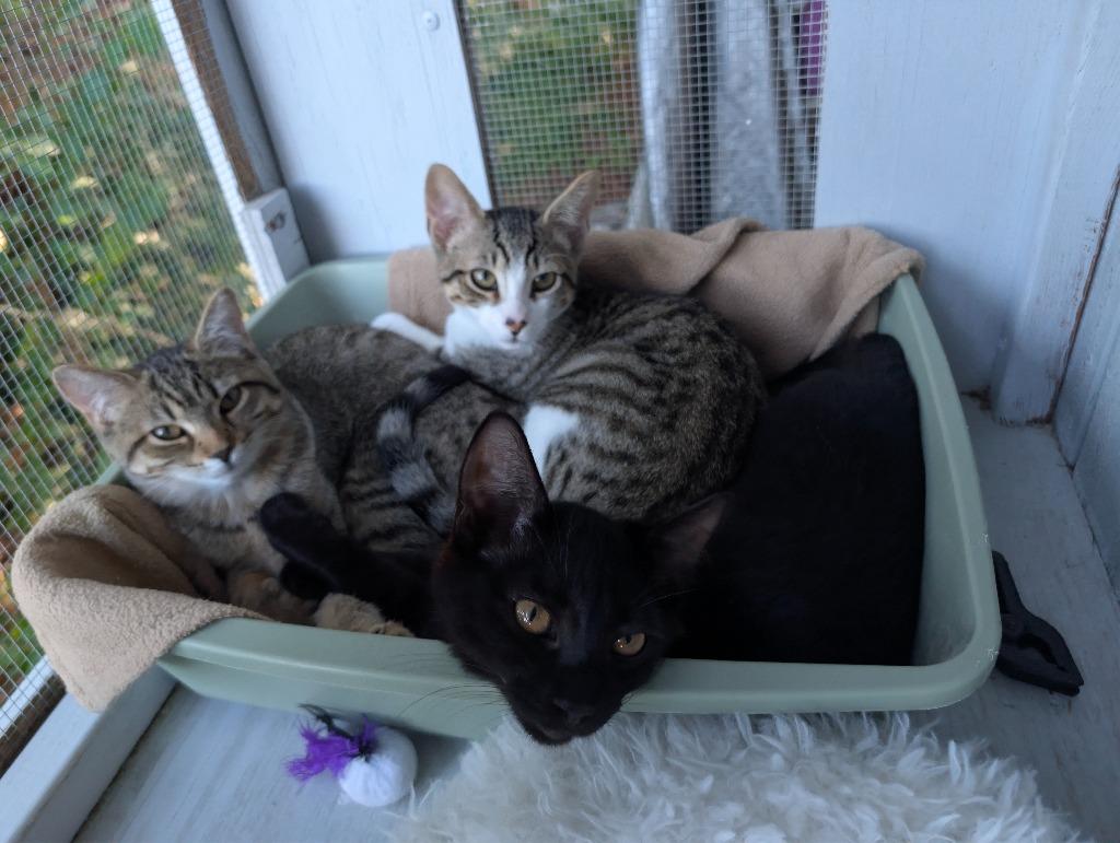 Enlarge Hemlock, a Adoptable mixed breed in Shelton, WA image 2/5