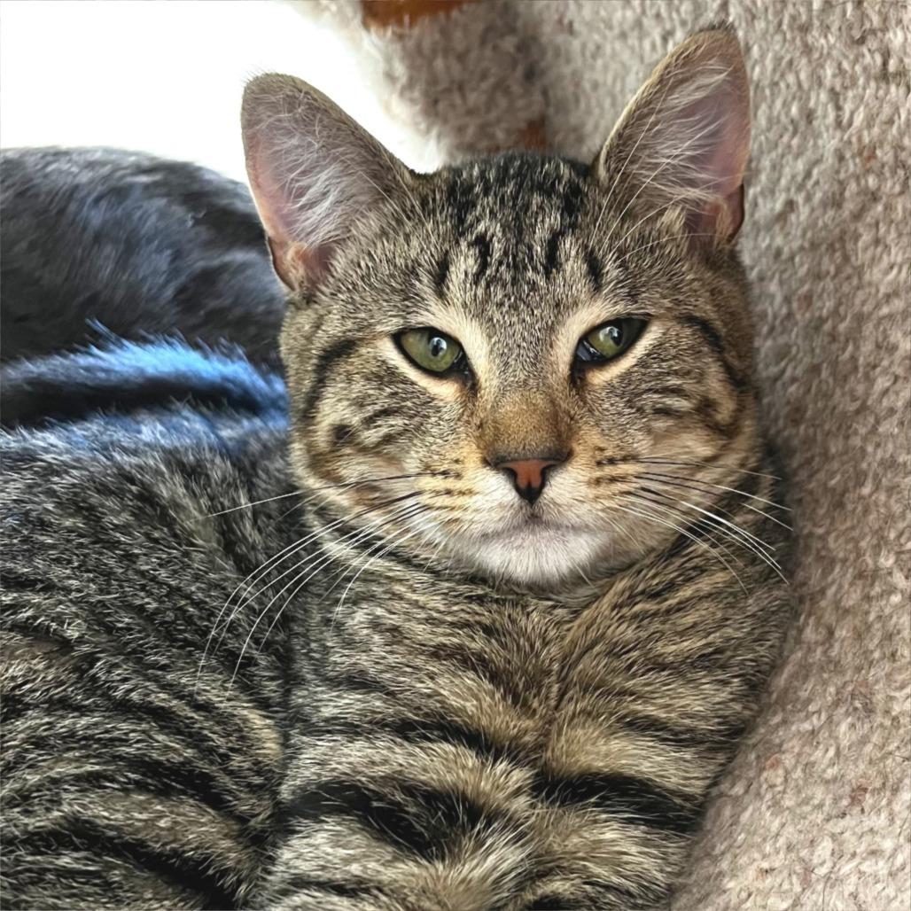 NCI5574 Bronson, Adoptable, Kitten Male Domestic Short Hair.