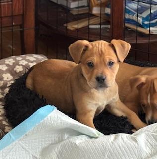 Woodie, adopted, Puppy Male Boxer.