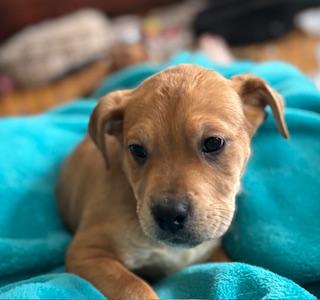 Enlarge Woodie, an adopted mixed breed in Racine, WI image 4/4