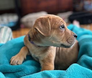 Enlarge Woodie, an adopted mixed breed in Racine, WI image 2/4