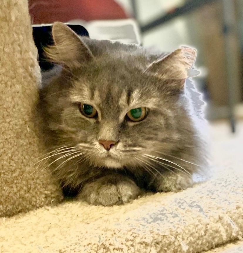 Samson, ADOPTABLE, Young Male Persian.