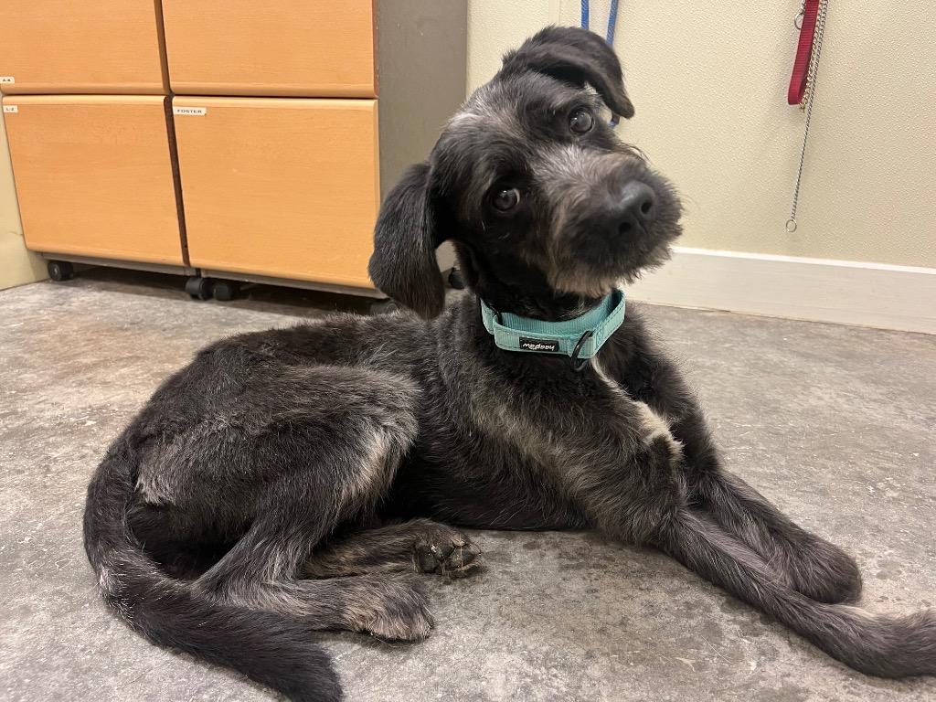 Damien, Adoptable, Adult Male German Wirehaired Pointer & Mixed Breed.