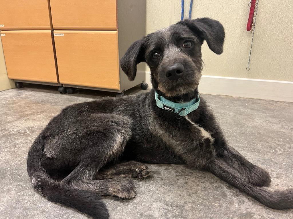 Enlarge Damien, a Adoptable mixed breed in Neosho, MO image 2/6