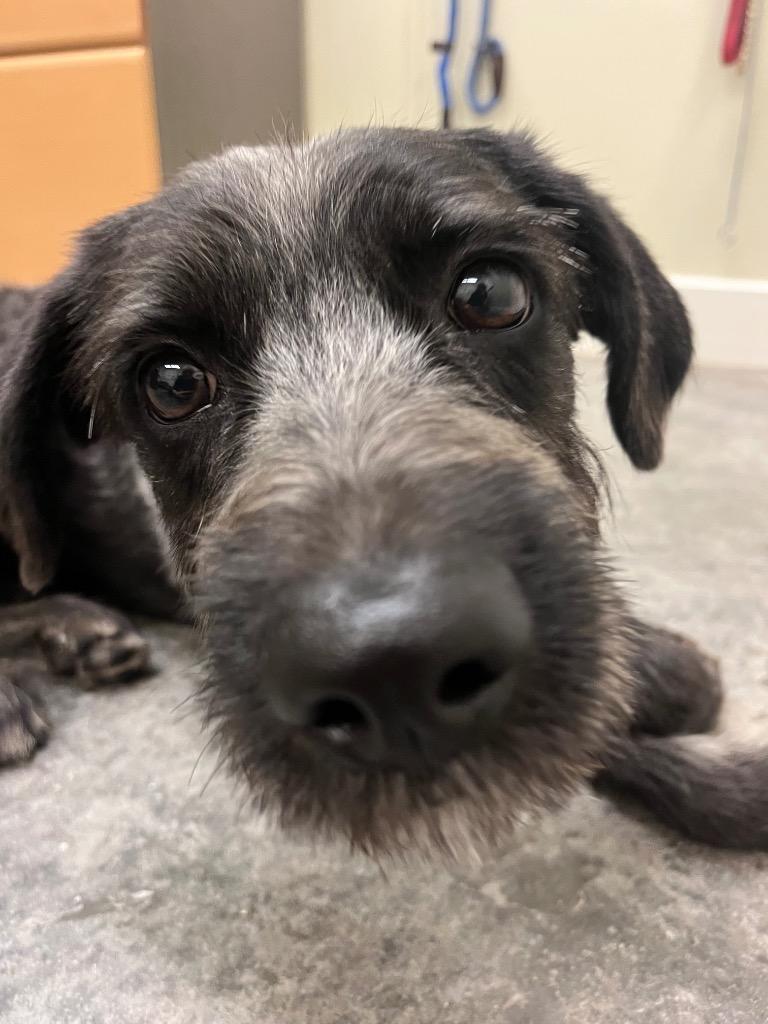 Enlarge Damien, a Adoptable mixed breed in Neosho, MO image 3/6