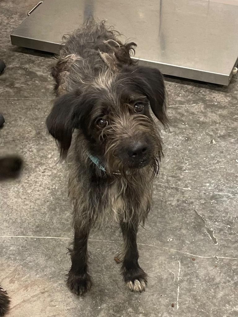 Enlarge Damien, a Adoptable mixed breed in Neosho, MO image 4/6