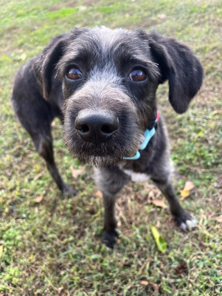 Enlarge Damien, a Adoptable mixed breed in Neosho, MO image 5/6