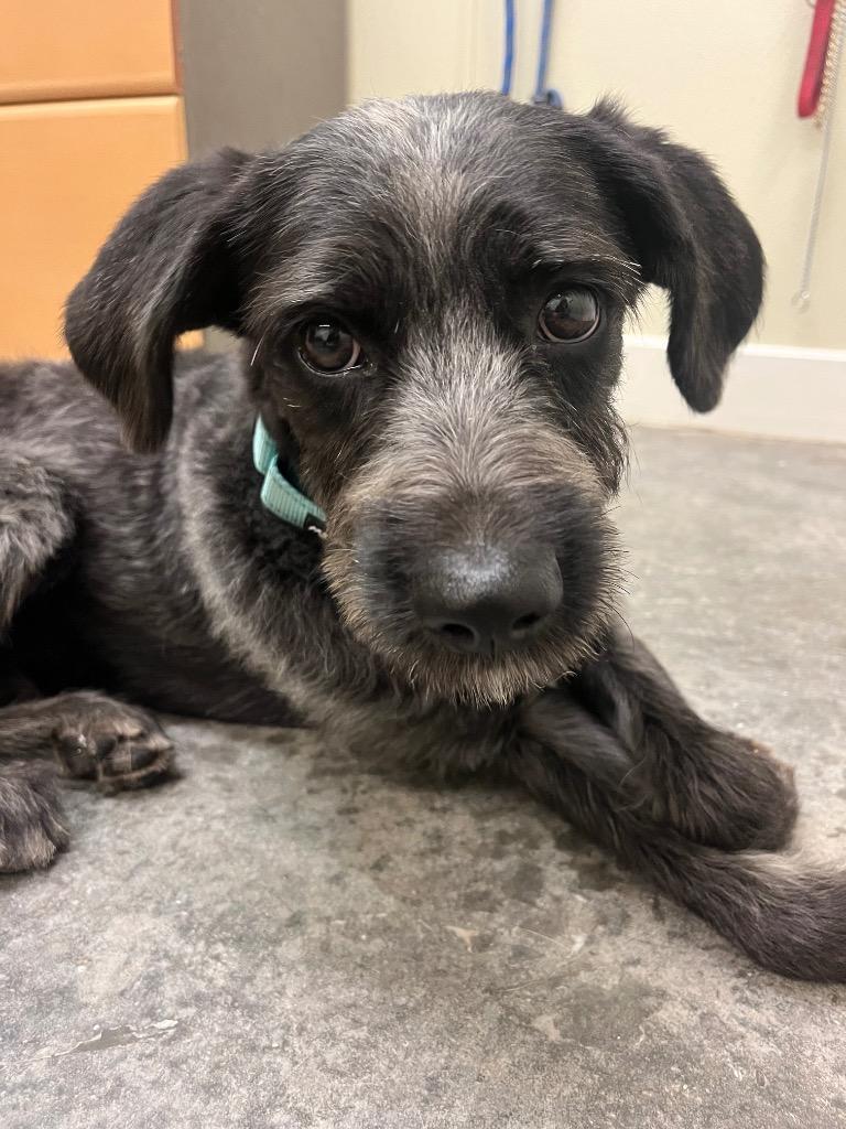 Enlarge Damien, a Adoptable mixed breed in Neosho, MO image 6/6