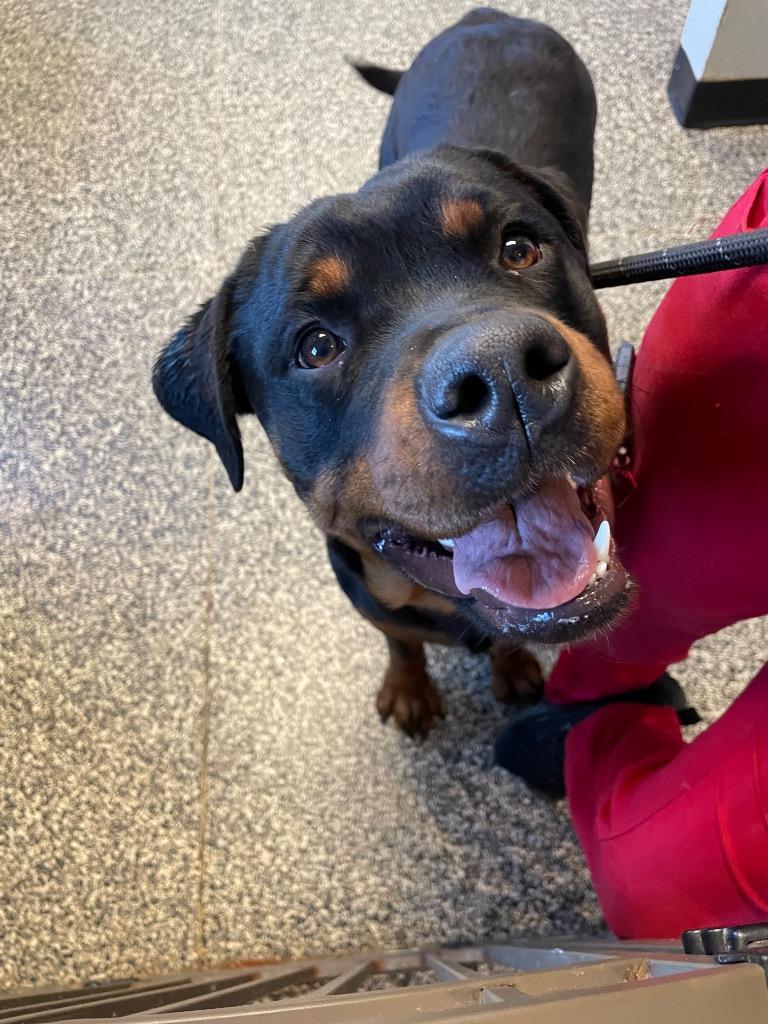 Meatball, Adoptable, Adult Female Mixed Breed.