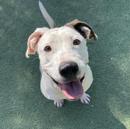 Enlarge RILEY, a Adoptable mixed breed in El Paso, TX image 1/3